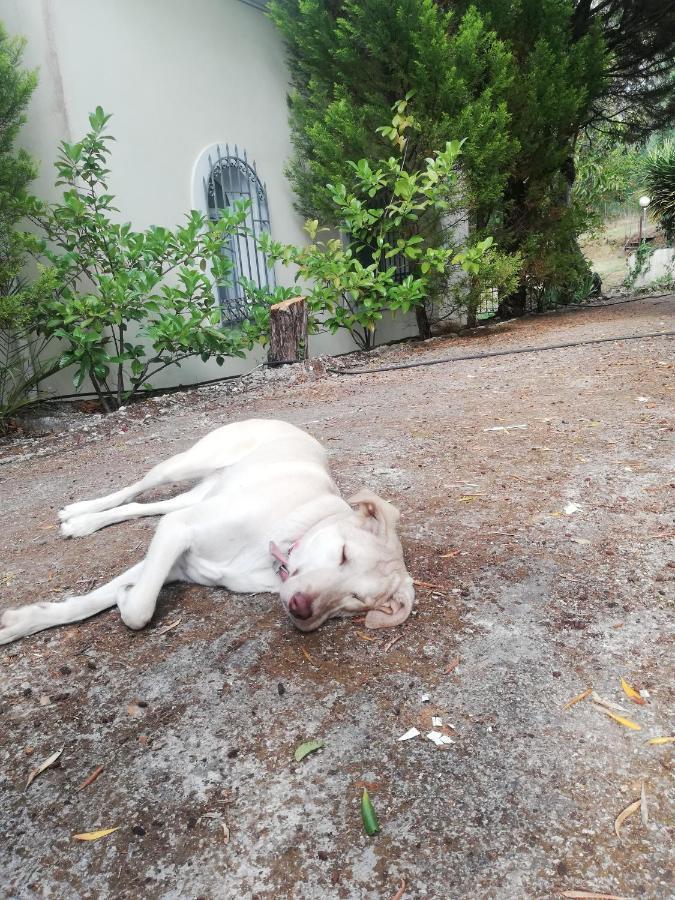 Olea Home Αγία Πελαγία Χλωμού Εξωτερικό φωτογραφία